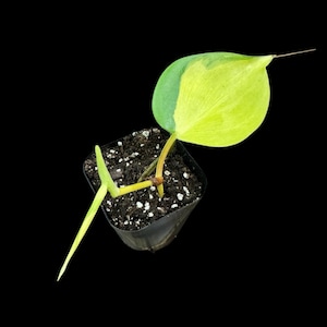 Rare Brazilian philodendron Starter Plant in a 2&quot; Nursery Pot - Easy Care Houseplant - Extremely Rare Philodendron Brazil