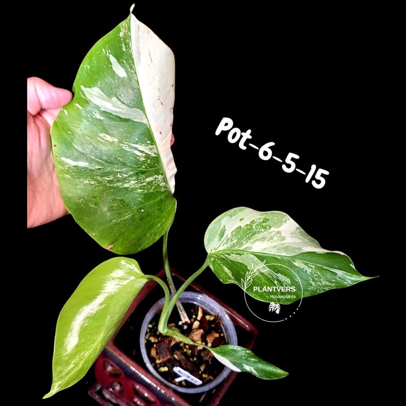 PlantVers Monstera Albo Plant