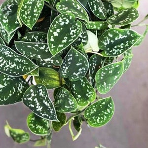 Silver Pothos Cuttings - RARE Silver Satin or Silvery Anne - Easy Care low light indoor plant - Hardy Houseplant with elegant silver spots