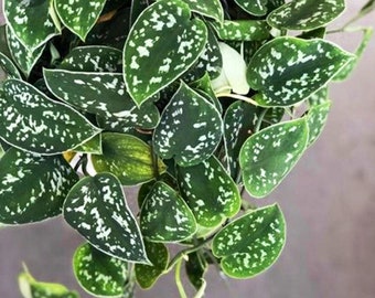 Puede incluir: Primer plano de una planta colgante con hojas verdes en forma de corazón salpicadas de marcas blancas. Las hojas son densas y se superponen, creando una apariencia exuberante y texturizada. La planta es probablemente una planta de interior.