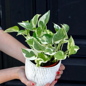 May include: A potted pothos plant with green and white variegated leaves. The plant is in a white textured ceramic pot. The pot is held by a person with red nail polish.
