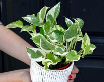 Live Pearls and Jade Pothos in a 3" Nursery Pot | Low Light Variegated Houseplants | Air Purifying Indoor Plants | Vining Office Plant