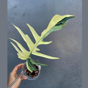 Philodendron Florida Beauty x Tortum Extremely Rare Plant Exact Pot - Cream , White Variegation Super Rare Collector EXACT Plant