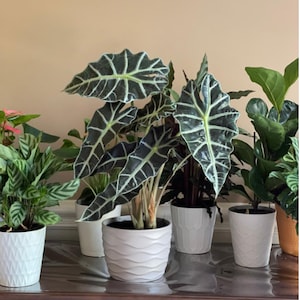 Alocasia Polly Plant in 6" nursery | Large Dark foliage Tropical Plant | Alocasia Houseplant | Indoor plant decor | Live plants gift