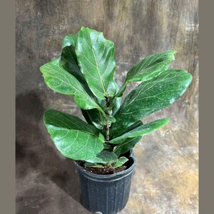 Fiddle Fig Tree In a 10&quot; Pot - Ficus Lyrata Large 2 Feet Tree - Fiddle Leaf Fig - Air Purifier  Low Light Office Plant - Housewarming Gift