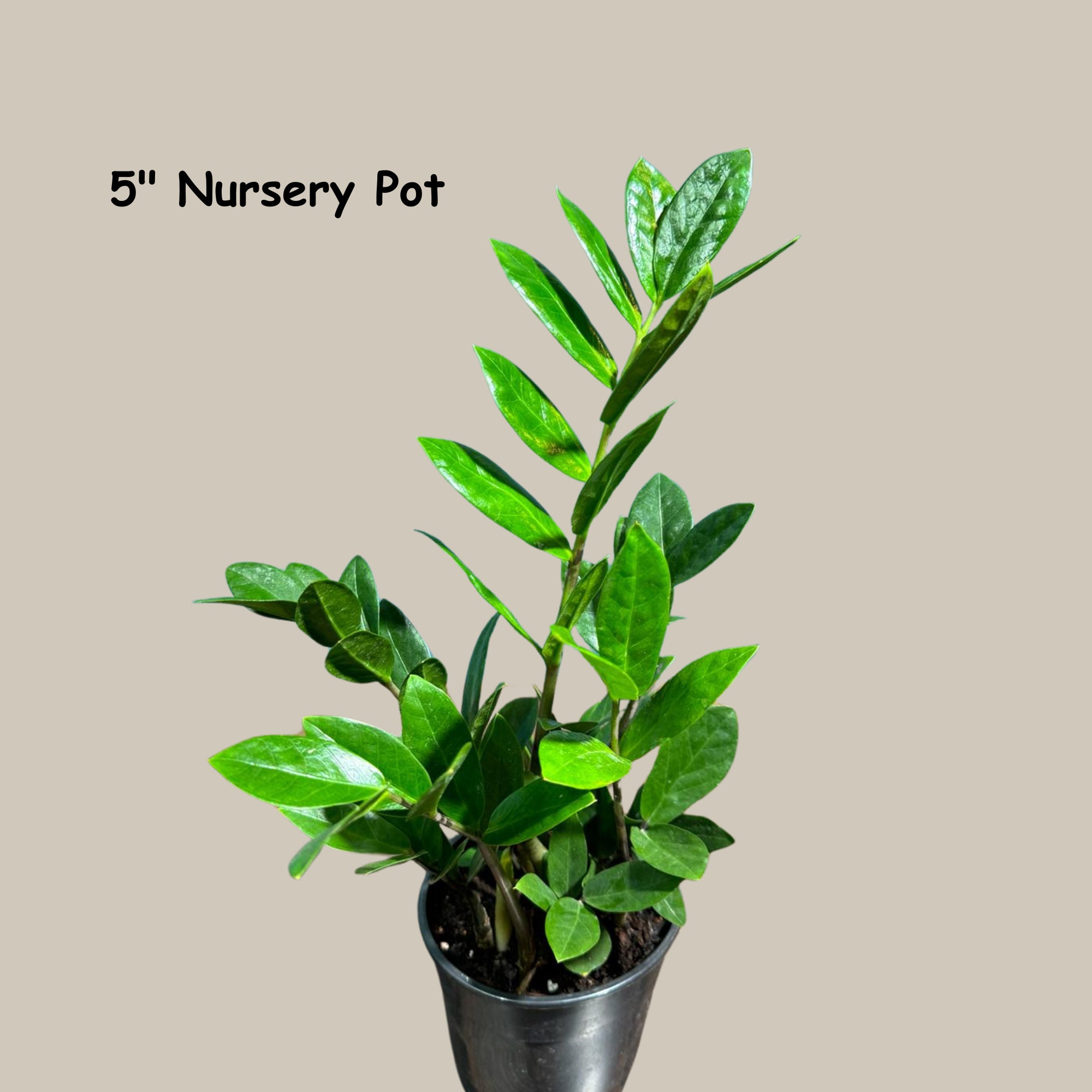 best type of pot for zz plant ZZ Plant - Large (2-3' tall) Cement Grey Planter