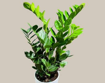 Green Zz Plant - Zamioculcas Zamiifolia Plant in a 6" Pot - Rare Indoor Good Luck Houseplant - Easy Care Gift Plant - Indoor Potted Plant