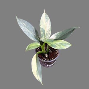 Philodendron Silver Sword Variegated Plant in a Nursery Pot | Live Indoor Plant | Super Rare Collector Plant | Exact Same Plant - Us Seller