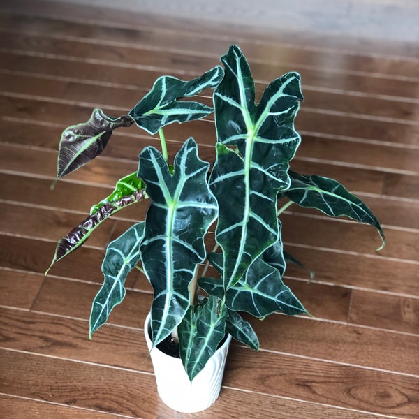 Alocasia Polly - Large alocasia plant - low light indoor plants - Alocasia houseplant - Gift plant