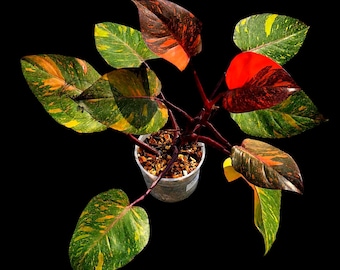 plant art Mini Paint by numbers 6