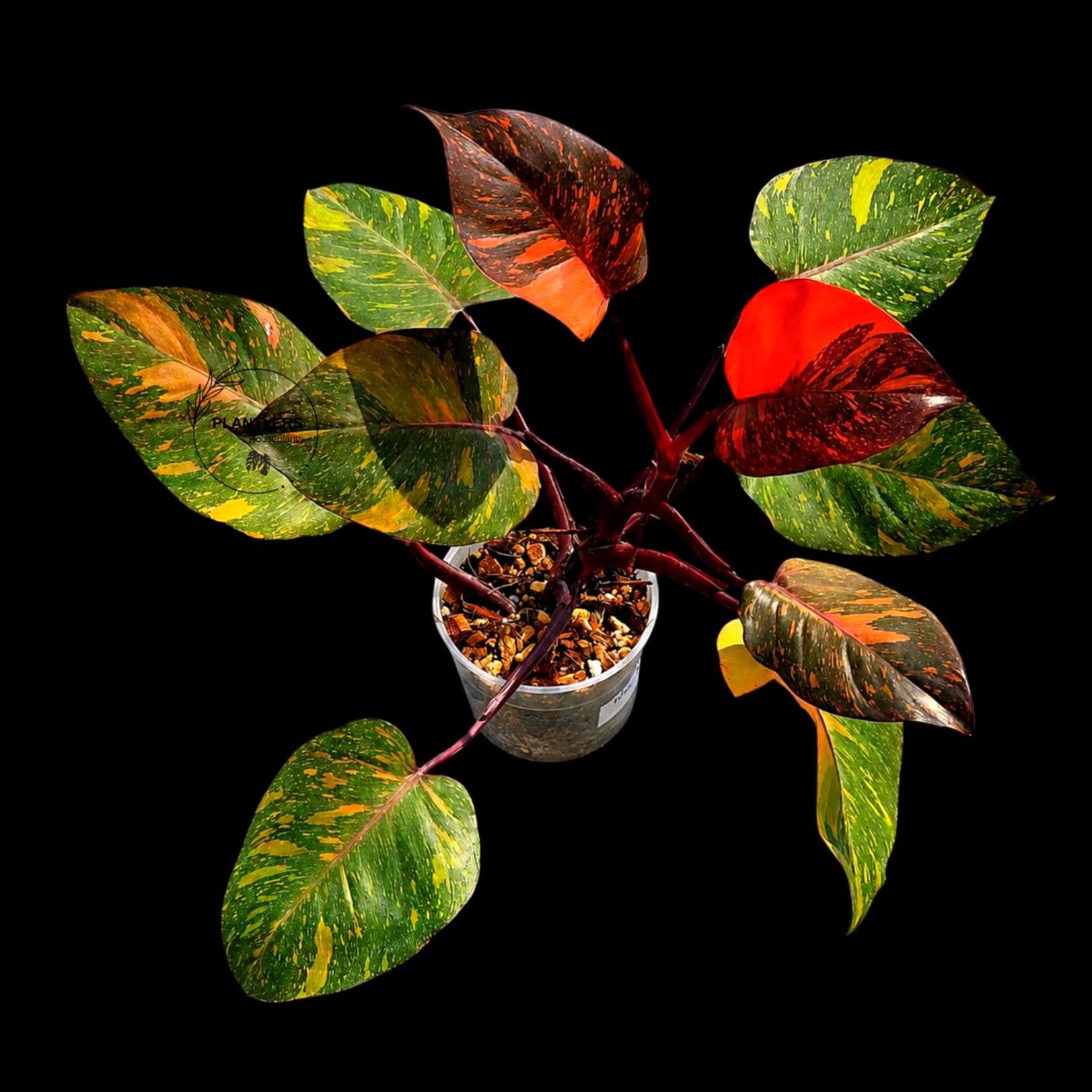 persimmon plant Persimmon 'Fuyu' — Green Acres Nursery & Supply