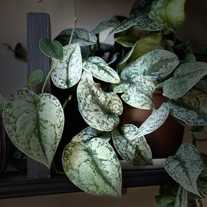 May include: A close-up of a potted Scindapsus pictus plant, also known as satin pothos, with large, heart-shaped leaves. The leaves are a mix of green and silver, creating a speckled pattern. The plant sits on a dark shelf.