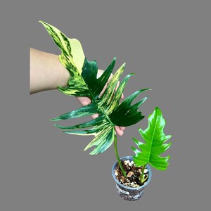 Philodendron Florida Beauty x Tortum Extremely Rare Plant Exact Pot - Cream , White Variegation Super Rare Collector EXACT Plant ER