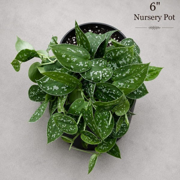 Silver Pothos Live plant 6" pot with mature vines - Scindapsus Pictus Argyraeus
