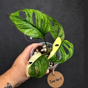 May include: A variegated Monstera adansonii plant in a clear plastic pot with soil and perlite. The leaves are green with yellow and cream-colored variegation and natural fenestrations. A round brown tag with the handwritten text June-26-15 is attached.