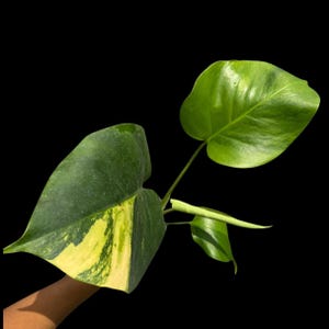Super Rare Variegated Monstera Green on Green Plant - Variegated Monstera Top Cut Potted Plant - Collector&#39;s Indoor SAME Plant - US Seller