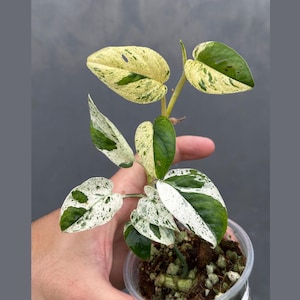 RARE Epipremnum Pinnatum Albo Variegated Plant in a Nursery Pot - Very High Variegated Plant - Indoor Plant SAME Pot as picture - US Seller