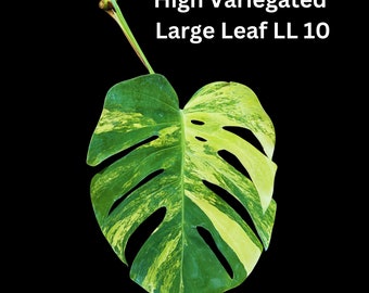 Monstera Aurea Cutting High Variegated Borsigiana - Monstera Aurea Variegata - Monstera Marmota -  USA Seller