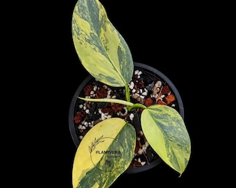 Variegated 'silver Sword' Philodendron | Rooted Mid-cuts With Leaves |  Exact Plants - Etsy