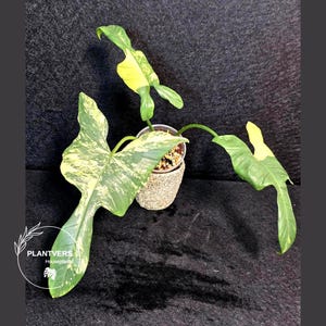 Philodendron Bipennifolium Variegated - Etsy