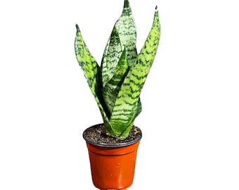 Sansevieria Zeylanica Snake Plant in 4" Pot | Live Indoor Plants | SAME PLANT| Green Snake Plant | Low light Houseplant | Pet Friendly