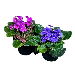 May include: Two African violet plants in black pots. One plant has vibrant purple flowers, the other has deep blue flowers. Both plants have lush green leaves. The flowers are in full bloom, showcasing their delicate petals.