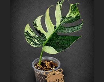 Variegated Monstera Mint Jungle Mint - Full Mint Variegated Monstera - Collector Aroid - US Seller
