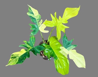 7 Must-Know Tips for Thriving Philodendron Mayoi Plants P