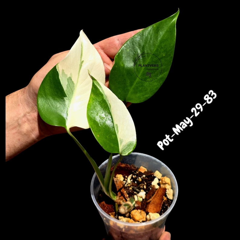 PlantVers Monstera Albo Plant - Thumbnail 4