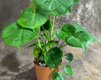 Monstera Deliciosa in a 6" Decorative Pot - Monstera Plant - Tropical Plant - Rare Houseplant -Swiss Cheese Plant - Low Light Houseplant