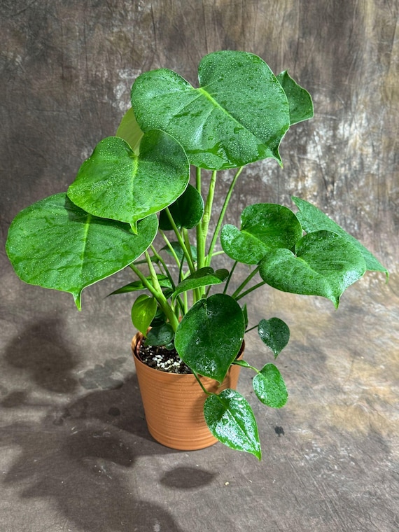 Monstera Deliciosa in a 6" Decorative Pot - Monstera Plant - Tropical Plant  - Rare Houseplant -swiss Cheese Plant - Low Light Houseplant - Etsy