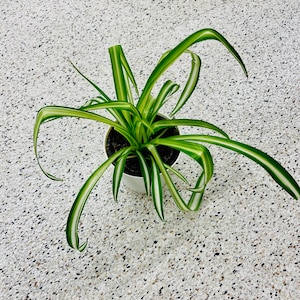 May include: A spider plant in a white pot. The plant has long, green and white striped leaves that arch gracefully. The pot sits on a speckled, light-colored surface, creating a fresh, natural aesthetic. This houseplant adds a touch of greenery to any space.