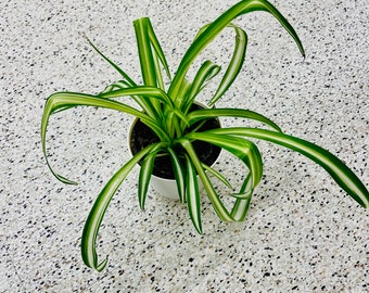 spider plant in a nursery pot - starter plant - Extremely easy care - indoor shelf plant - hanging plant - table plant