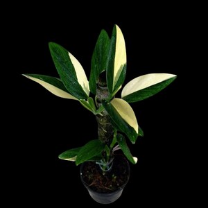 Variegated Monstera Standleyana Albo | Collector Houseplant | Very Rare Houseplant - SAME Plant - US Seller