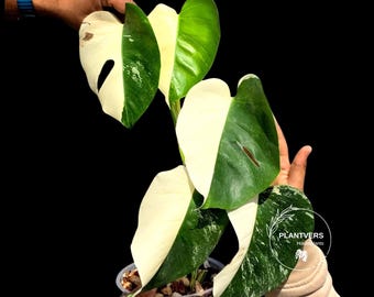 Variegated Monstera Albo Half-Moon Leaf Plant - White Albo Borsigiana - Rare Collector Plant - EXACT Plant - US Seller