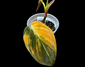 Rare Variegated Philodendron Mican Aurea High Variegated Potted Plant - US SELLER - EXACT Same Potted Plant as the image