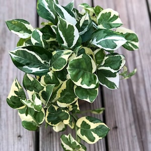 RARE Pothos Njoy FULL Pot 4”Pot- White Variegated Indoor Vines - Low light plant Houseplant- Easy care - Natural source of joy and pure air.
