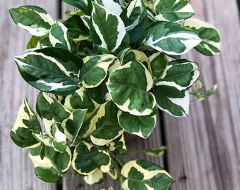 RARE Pothos Njoy FULL Pot 4”Pot- White Variegated Indoor Vines - Low light plant Houseplant- Easy care - Natural source of joy and pure air.