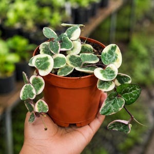 May include: A variegated Hoya plant with heart-shaped leaves featuring green centers and creamy white edges with hints of pink, planted in a small terracotta-colored plastic pot. The trailing stems extend over the sides of the round container.