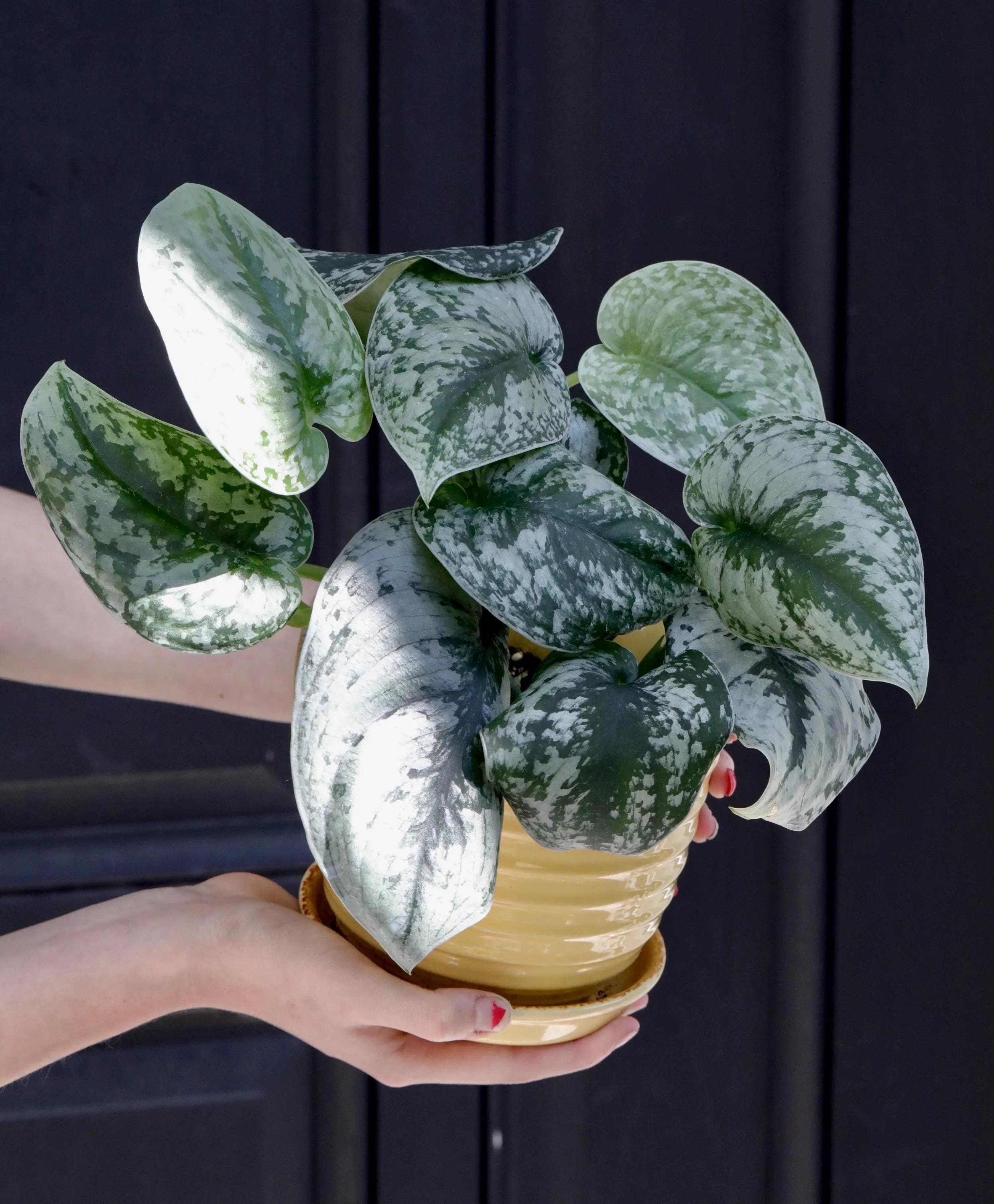 Scindapsus Silver Exotica Plant in 3