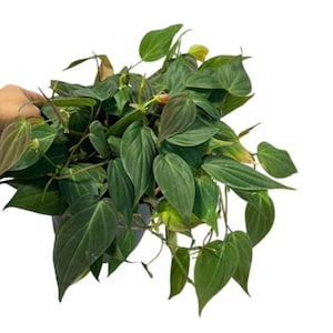 May include: A lush, green houseplant with heart-shaped leaves. The plant has a trailing habit, with long stems and multiple leaves. The leaves are a deep green color, with some showing a reddish-brown hue. The plant is in a dark pot.