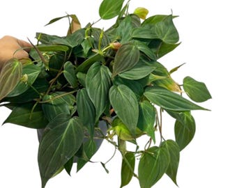 Philodendron Micans Velvet in 6" Pot - Velvet Leaf - Heartleaf Philodendron - Rare Indoor Plant - Rare Hirt's - Easy Houseplant