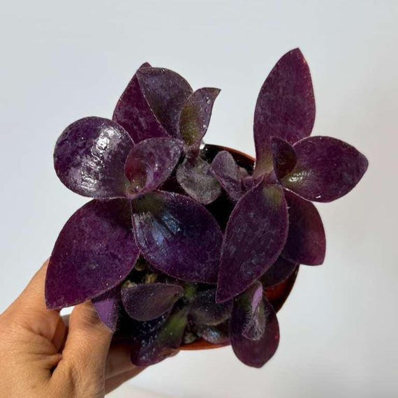 Purple Heart Plant in 4" Pot | Purple Queen Wandering Jew | Vibrant Purple  Foliage | Easy Indoor-Outdoor Plant | Live Plant