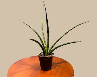 Rare Fernwood Mikado Snake Plant in 1.5” pot - Indoor Easy Care Low Maintenance Houseplant - Low Light Succulent - Live Houseplant-US seller