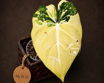 Philodendron Gloriosum Tricolor Plant in Nursery Pot - Super Rare Aroid Plant - Velvet Leaf Collector Plant - US Seller
