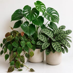 May include: Three potted plants in light beige cylindrical planters. On the left, a trailing heart-leaf philodendron. In the center, a tall monstera deliciosa with large, split leaves. On the right, a calathea with patterned, oval-shaped leaves.