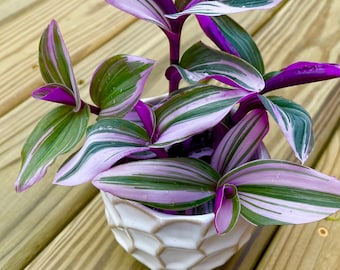 Rare Tradescantia Nanouk Fluminen Lilac in Nursery Pot Extremely RARE