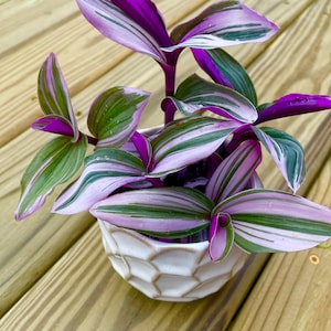 Rare Tradescantia Nanouk Lilac Plant Rare Tradescantia Pot Rare Pink Wandering Jew Easy care hardy indoor houseplant in a nursery pot 5 Plants in4"Nursery