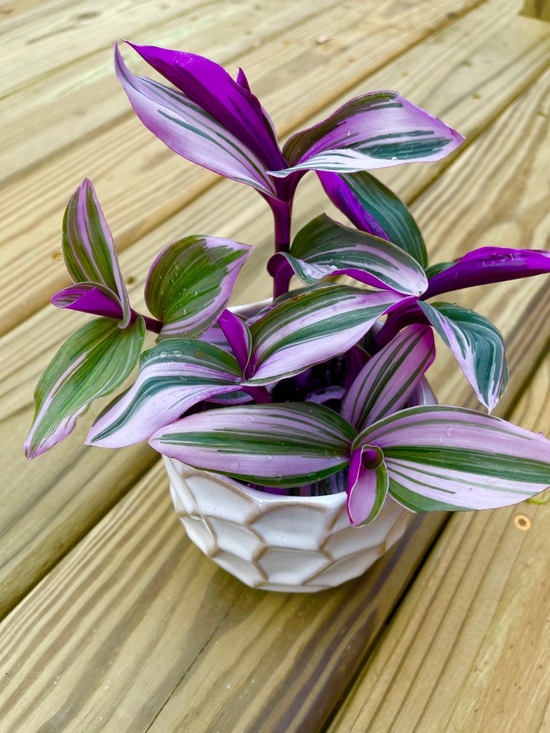 Rare Tradescantia Nanouk Lilac Plant Rare Tradescantia Pot Etsy