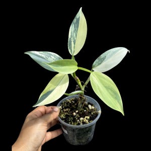 Super Rare Philodendron Silver Sword Variegated Plant - Collectors Plant - Rare Variegated Aroid Live Plant - Exact Same Plant - Us Seller